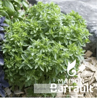 jardins-alternatifs-grenoble2766949