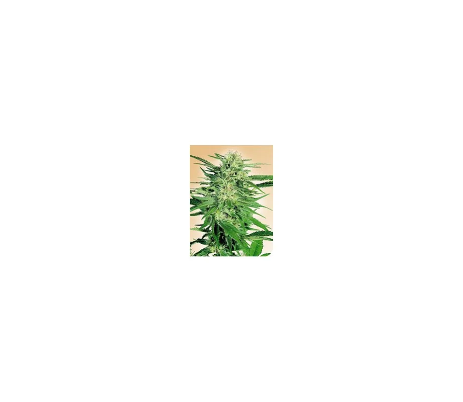 lahuertagrowshop2651020
