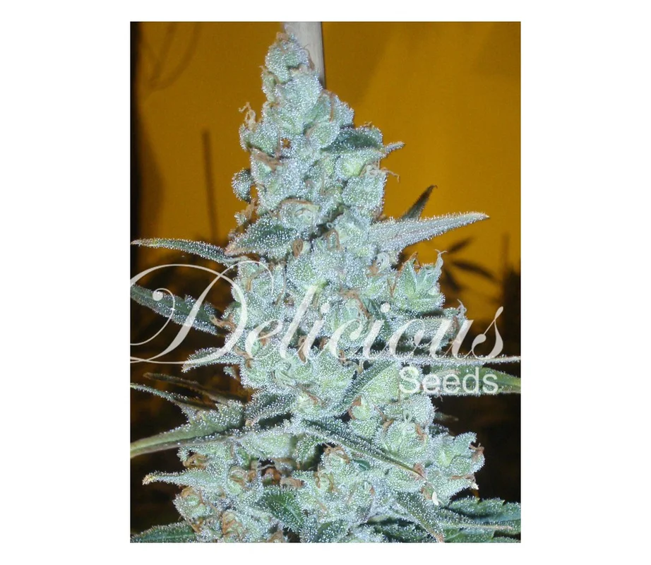 lahuertagrowshop2666657