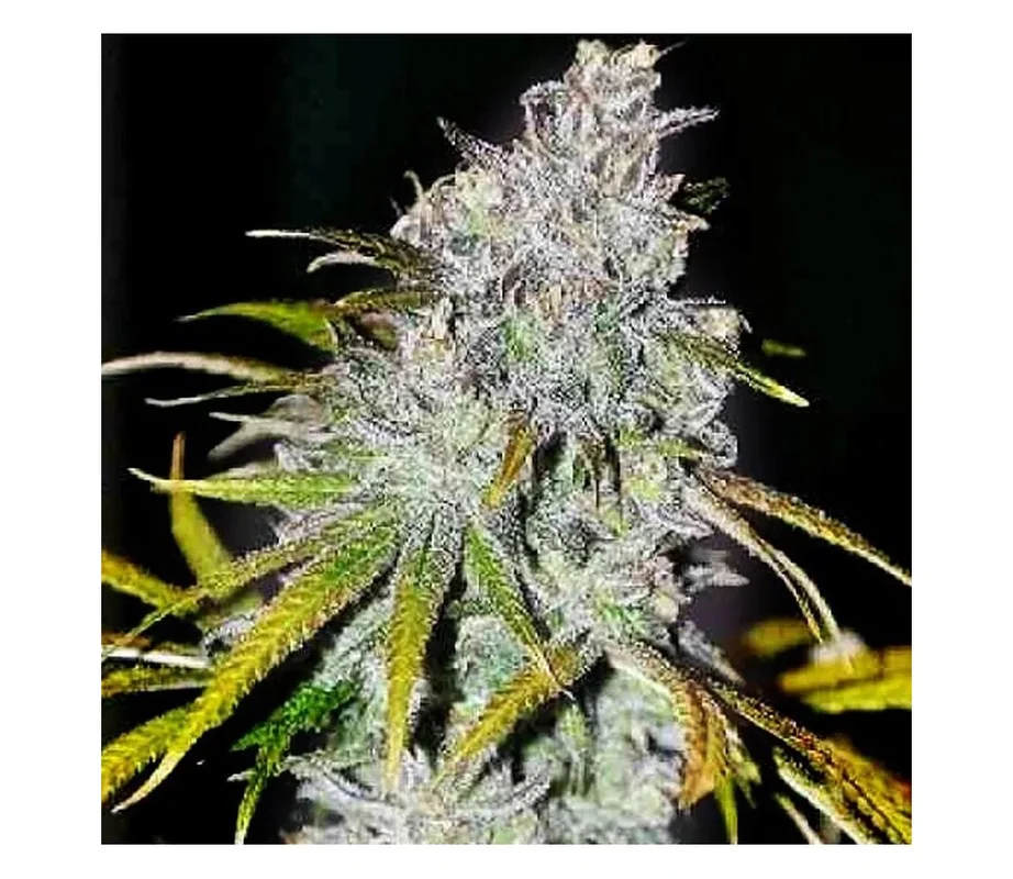 lahuertagrowshop2680422