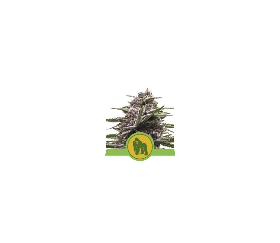 lahuertagrowshop2680911