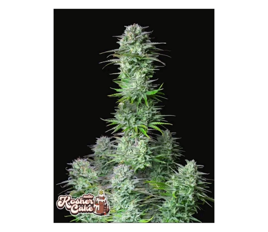 lahuertagrowshop2702161