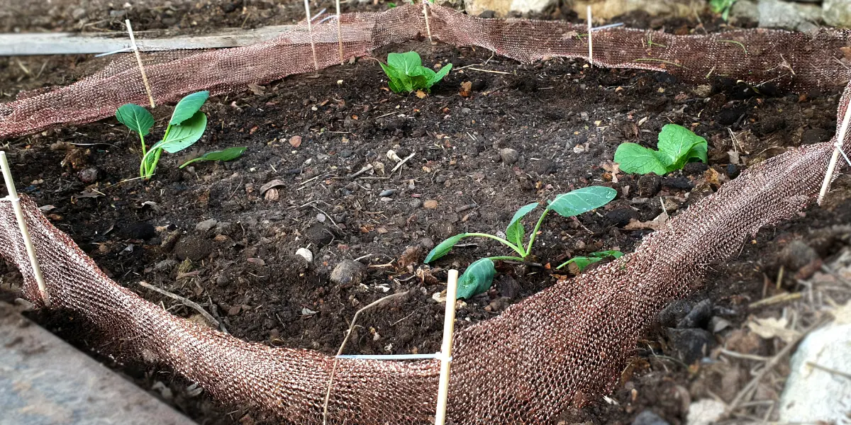 plantezcheznous2709304