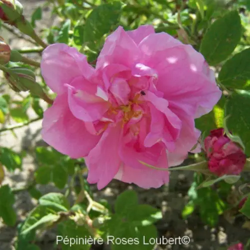 plantezcheznous2709711