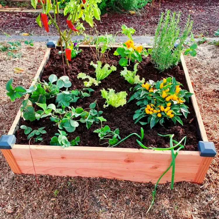 plantezcheznous2711624