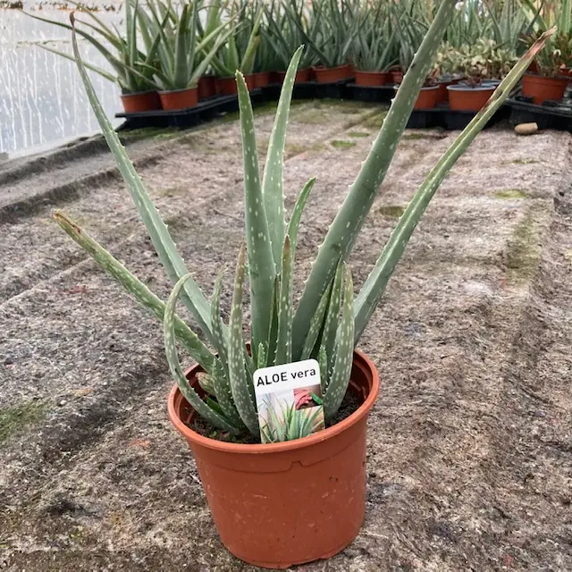 plantezcheznous2714584