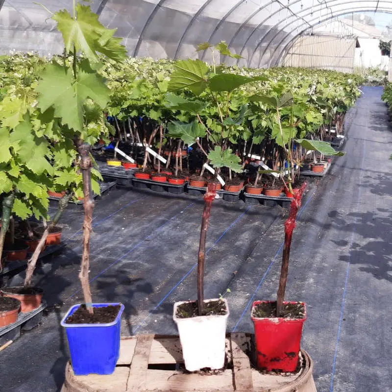 plantezcheznous2751348