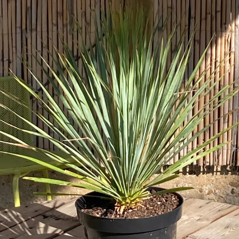 plantezcheznous2752818