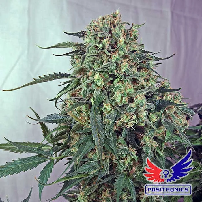 saltonverde2757844