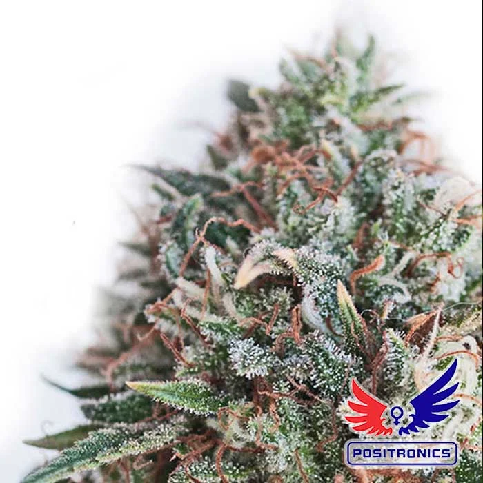 saltonverde2760333