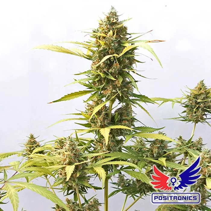 saltonverde2760401
