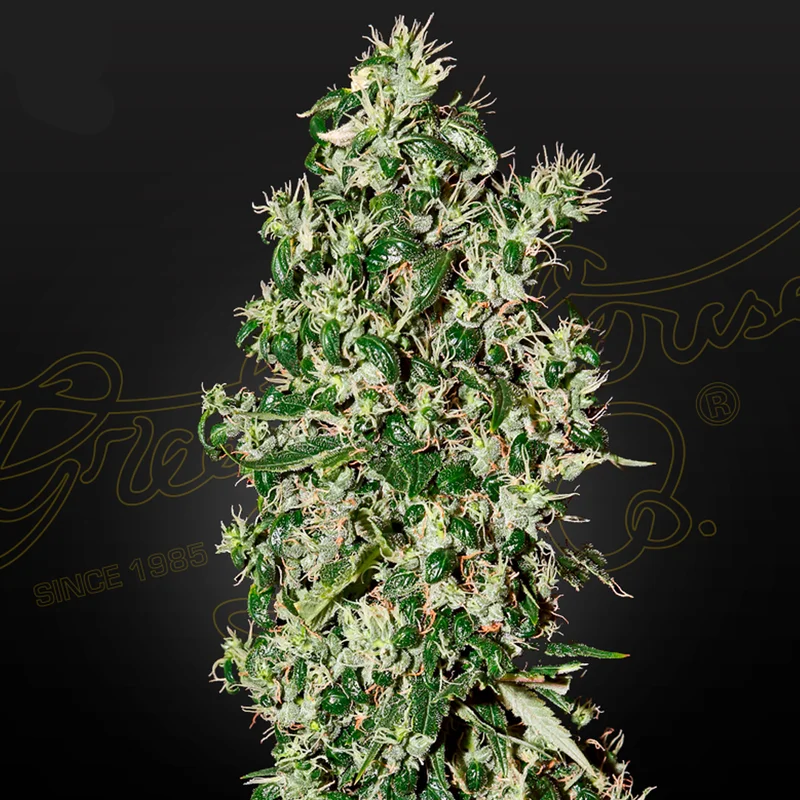 saltonverde2762976