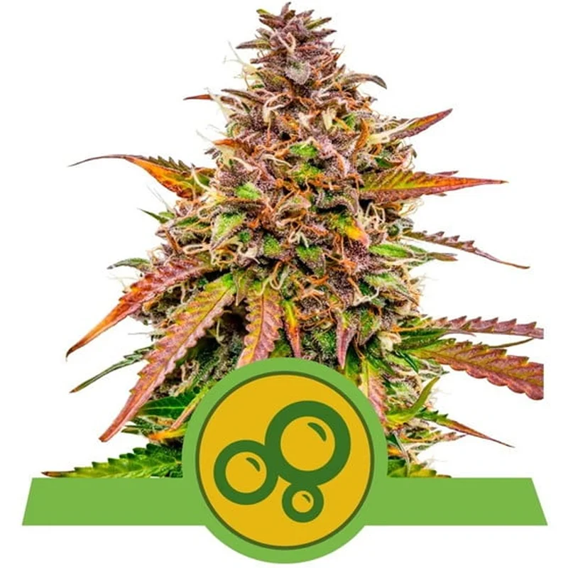saltonverde2763249