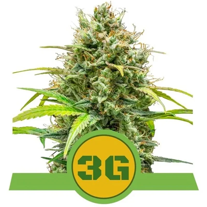 saltonverde2763306