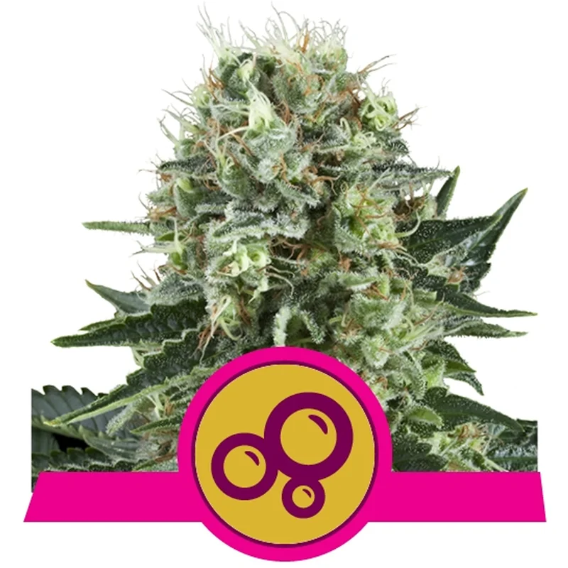 saltonverde2763398
