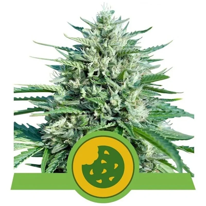 saltonverde2763527