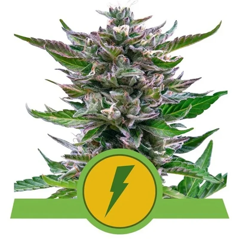 saltonverde2763571