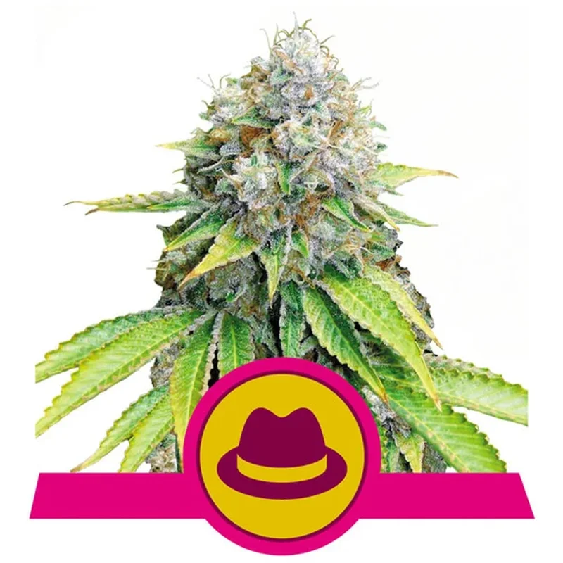 saltonverde2763756