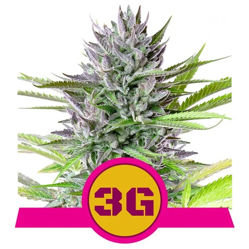 saltonverde2763842
