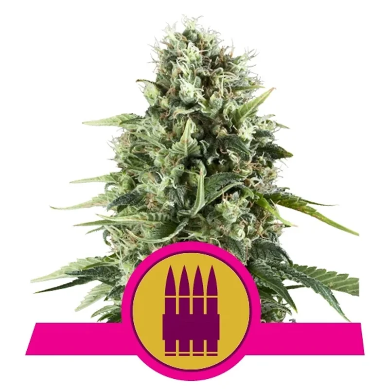 saltonverde2764002