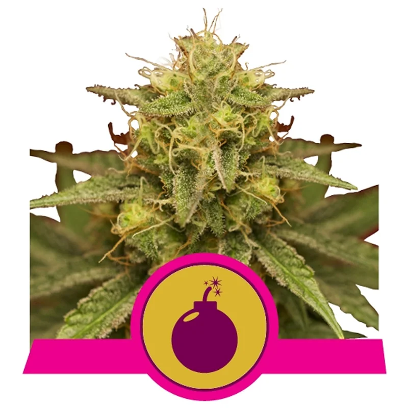 saltonverde2764019