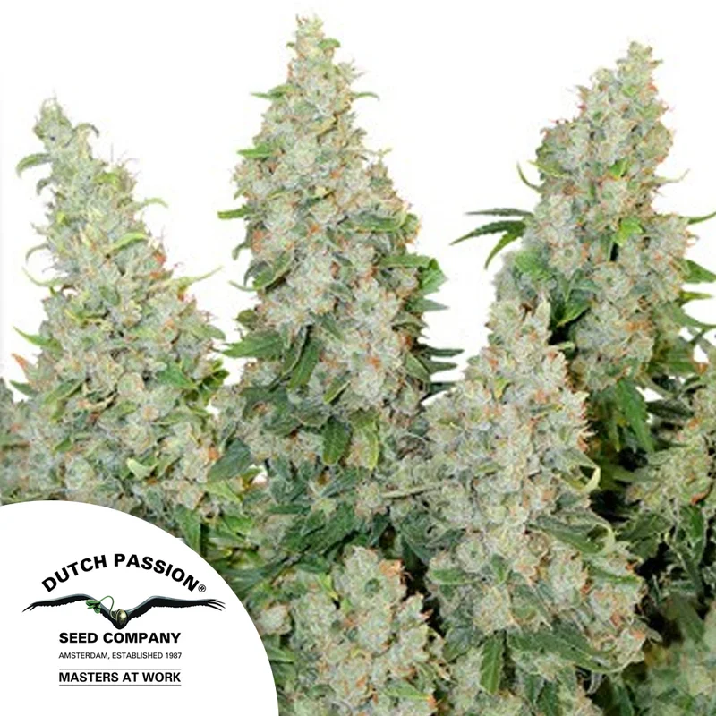 saltonverde2764229