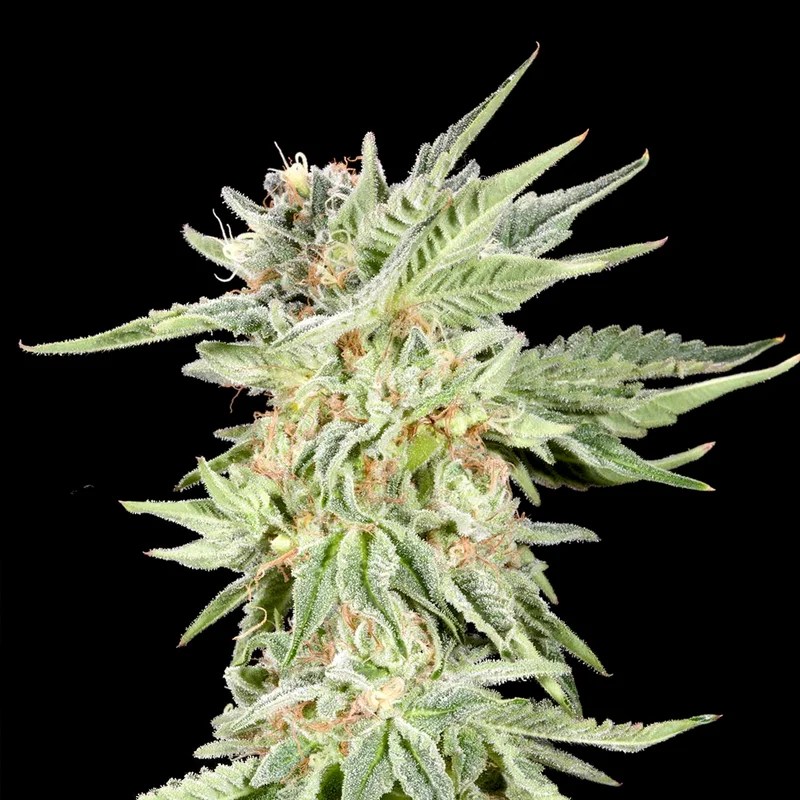 saltonverde2766451