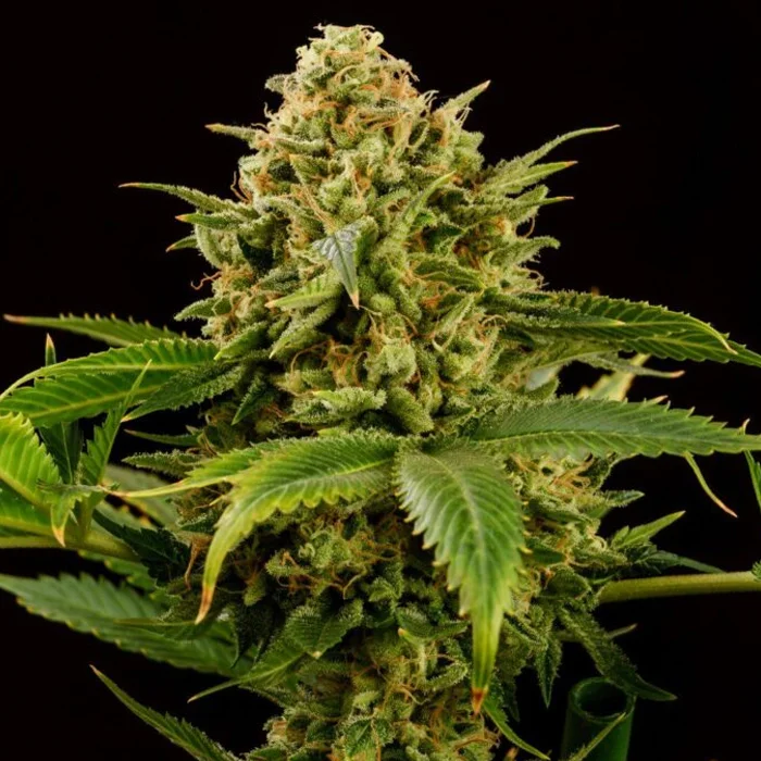saltonverde2767119