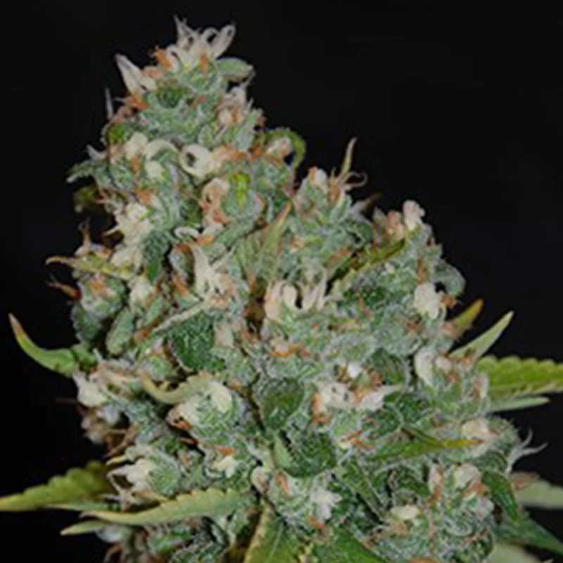 saltonverde2768031