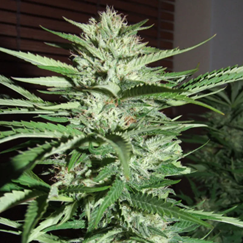 saltonverde2768052