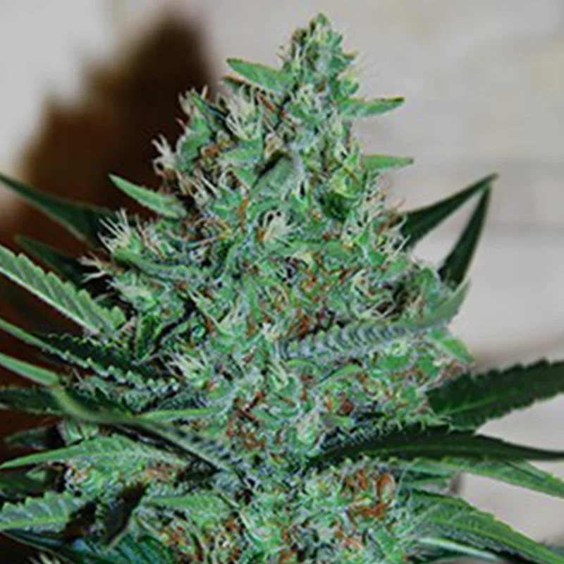saltonverde2768145