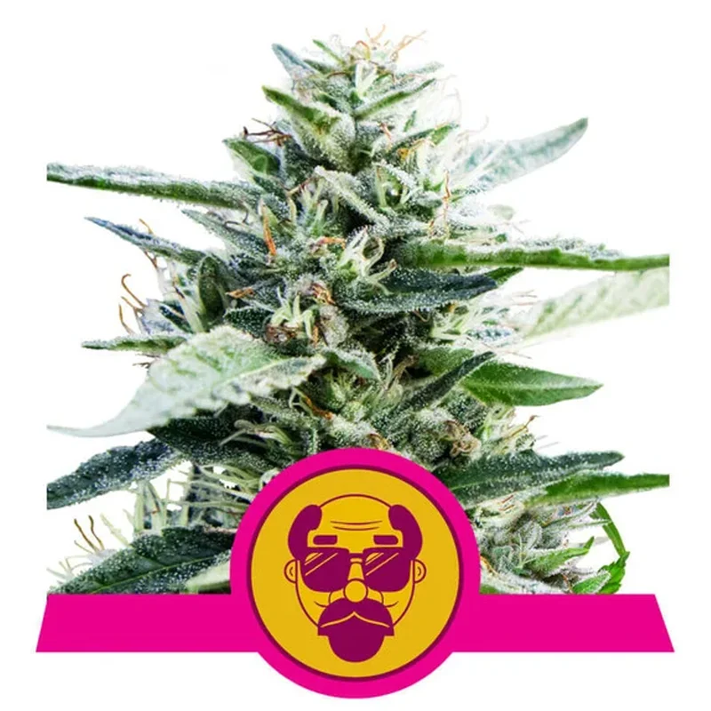 saltonverde2768367