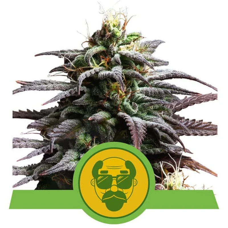 saltonverde2768426