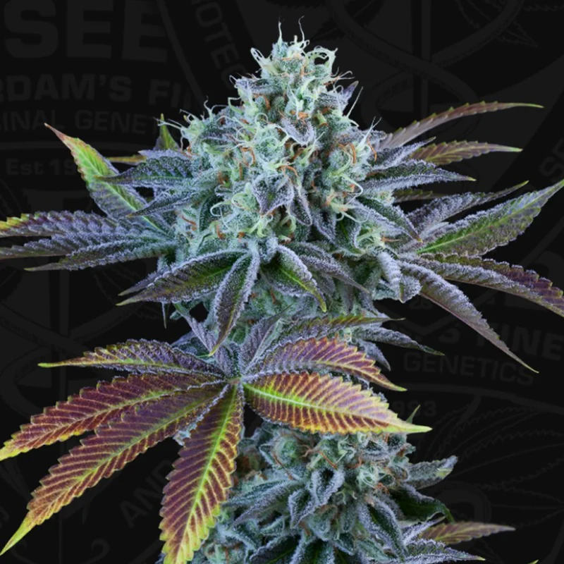 saltonverde2768704