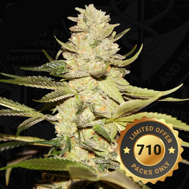 saltonverde2768878