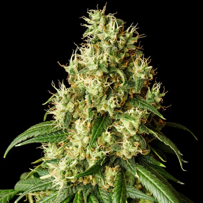 saltonverde2768945