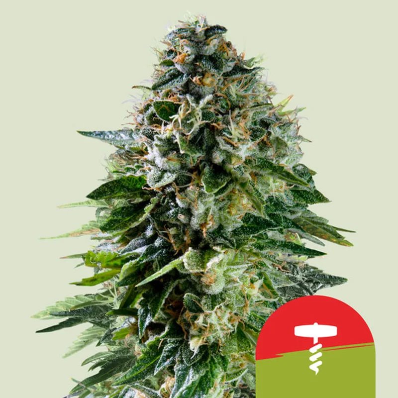 saltonverde2769076