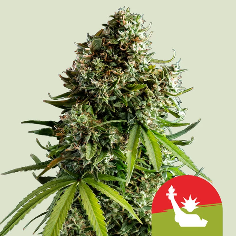 saltonverde2769090
