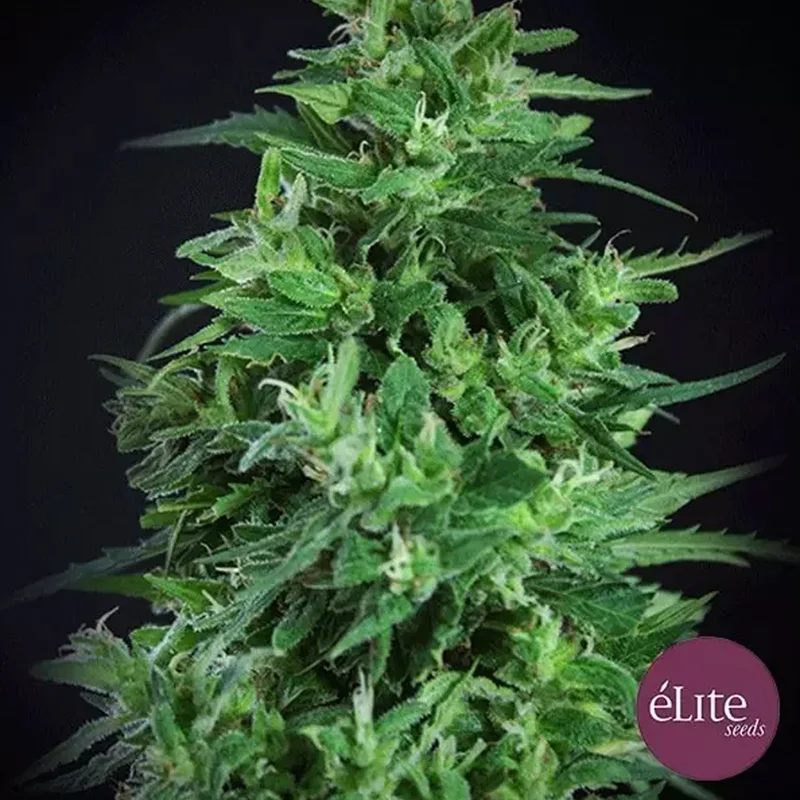 saltonverde2770940