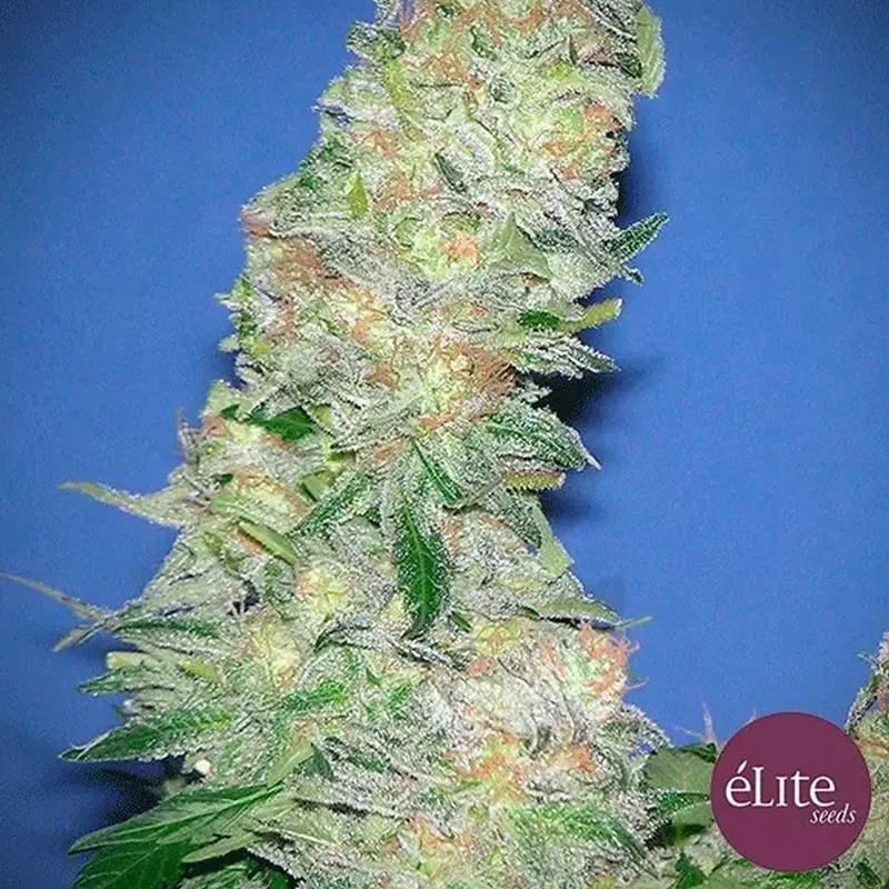 saltonverde2770955