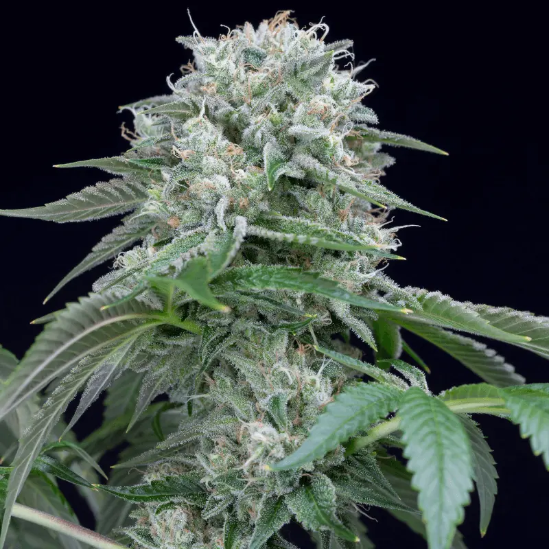 saltonverde2771994