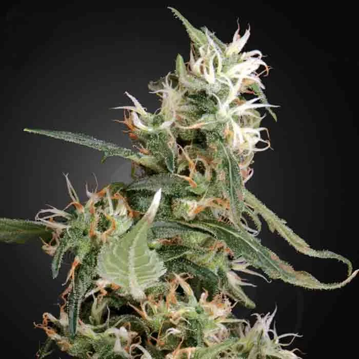 saltonverde2772317