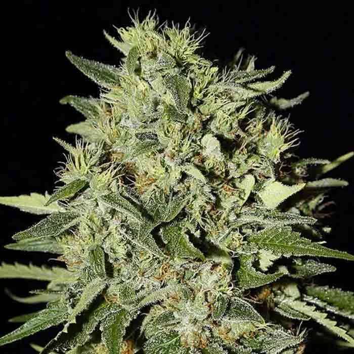saltonverde2772467