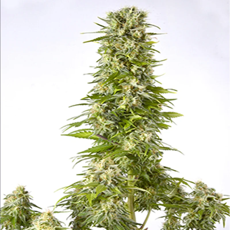 saltonverde2773034