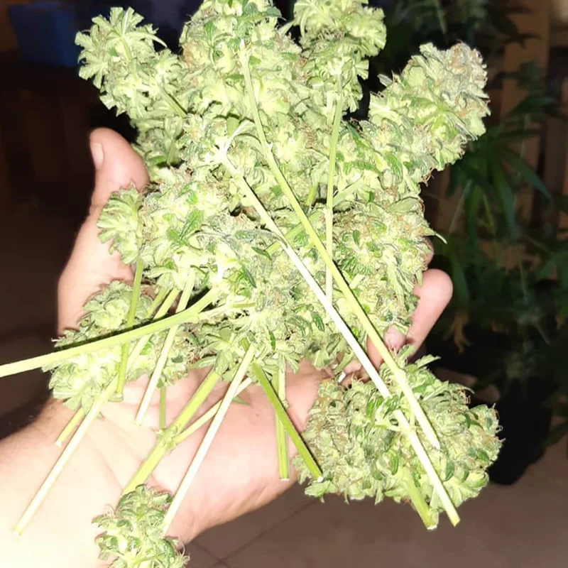 saltonverde2773072