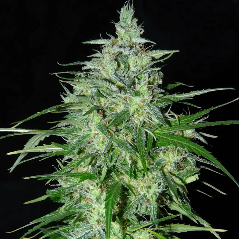 saltonverde2773145