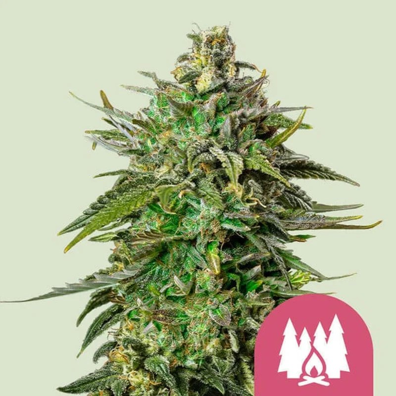 saltonverde2774124