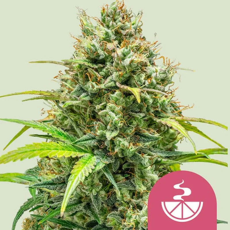 saltonverde2774338