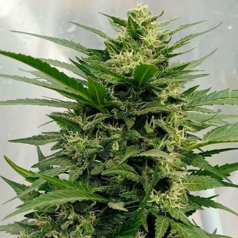 saltonverde2775292