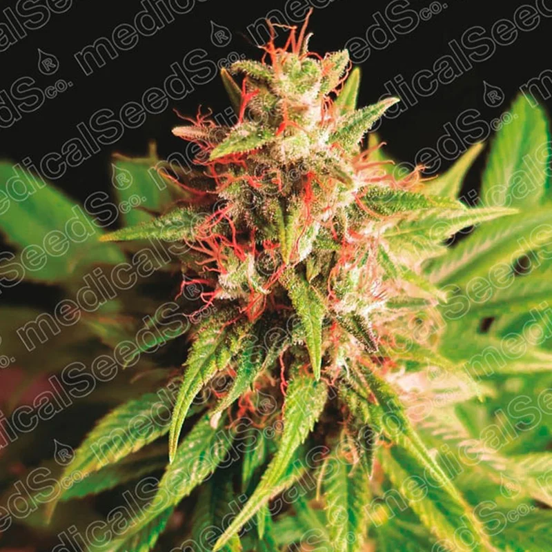 saltonverde2776854